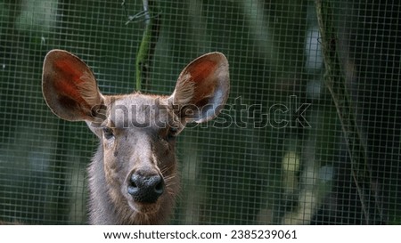 Young deer from up close looking up with catchlight in its big eyes