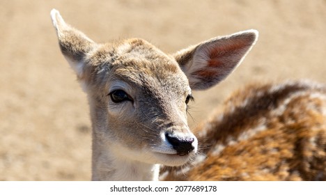 A Young Deer Close Up At Smoky Mountain Deer Farm And Exotic Petting Zoo