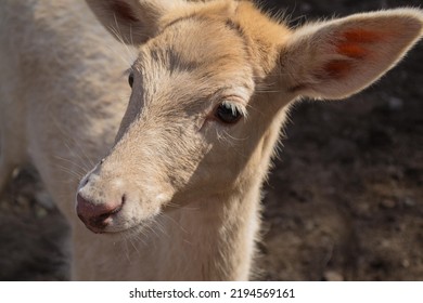 Young Deer Close Up At The Zoo