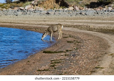 Young Deer Drinking From Lake 