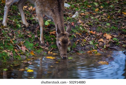 A Young Deer Drinking Water