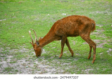 A Young Deer Grazes on Lush Green Grass in a Natural Setting. A Young Deer Grazes on Lush Green Grass in a Natural Setting. - Powered by Shutterstock