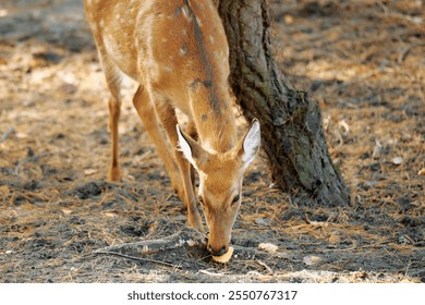 A young deer grazes on a patch of grass in the forest, its head bent low as it nibbles on a piece of vegetation - Powered by Shutterstock