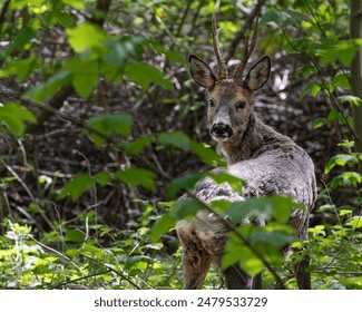 a young deer grazing among the trees in the forest - Powered by Shutterstock