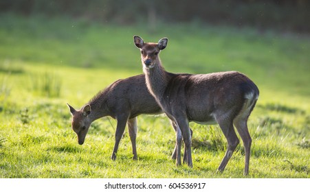 Young Deer Grazing In A Field