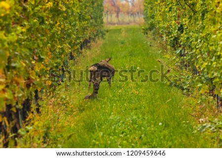 Similar – Image, Stock Photo aphid Beautiful weather