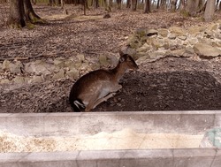 A Young Deer Lies In The Forest Near A Stone Fence And Rests. The Topic Of Keeping Animals In Close To Natural Conditions.