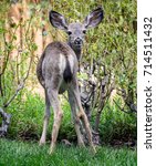 Young deer looking back at camera with natural background