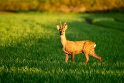 Young Deer Looking For Food In A Green Field