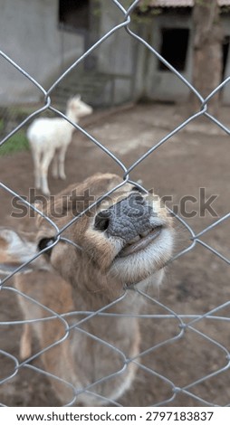 Young deer looking through a wire fence in an animal enclosure