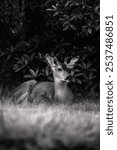 A young deer lying on a field in Hoquiam, Washington, USA in grayscale