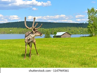 Young Deer (male) In Green Glade. Summer Landscape. Finnish Lapland