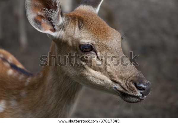 deer muzzle