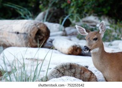 Young deer on a beach.