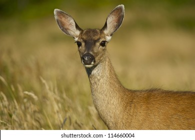 Young Deer On The Meadow. Wildlife Photo Collection.