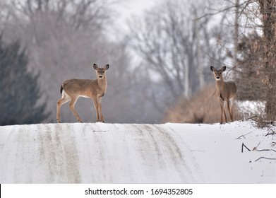 Young Deer On A Snowy Rural Road