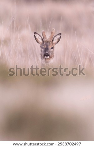 Similar – Foto Bild Reh in einem Feld stehend