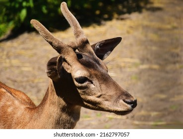 Young Deer Portrait In Closeup View. Small Antlers With Skin Cover. Spring Season. Fine Details. Selective Focus. Blurred Background. Light Brown Fur. European Wild Animal. Wildlife Concept.