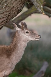 Young Deer Sheilding Under A Tree At Bushy Park In Surrey UK