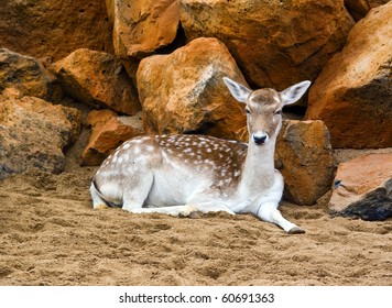 Young Deer Sitting In The Dirt