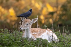 Young Deer Sitting With A Jackdaw On Head