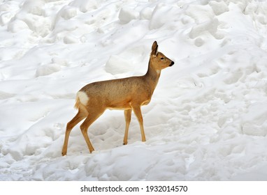 2,154 Baby deer snow Stock Photos, Images & Photography | Shutterstock