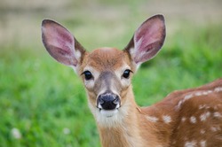 A Young Deer Staring Straight Back At The Camera
