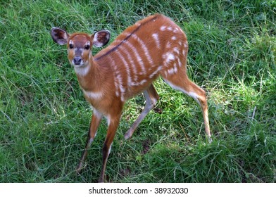 Young Deer Startled