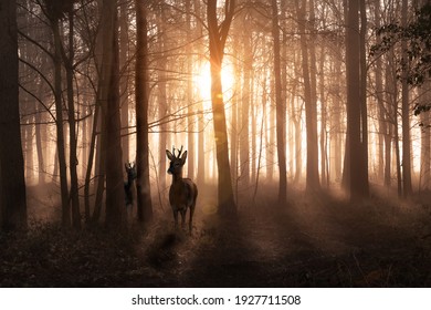 Young deer in a sunrise and misty winter forest. Natural woodland dawn landscape in Norfolk England. Dark shadows and golden morning sun