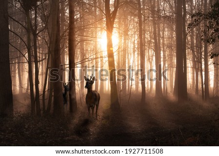 Young deer in a sunrise and misty winter forest. Natural woodland dawn landscape in Norfolk England. Dark shadows and golden morning sun
