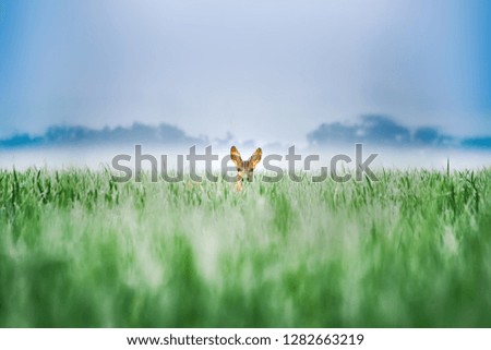 Similar – Image, Stock Photo Roe deer standing in the grass in a meadow