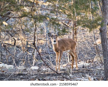 A young deer with trees on the background at Ernie Miller Nature Center in Olathe Kansas