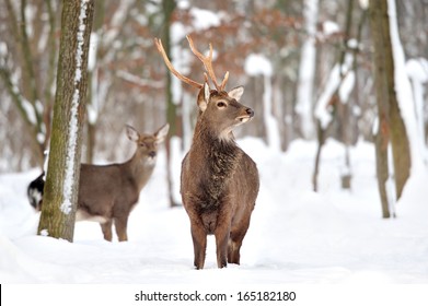 Young Deer In Winter Forest