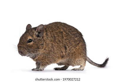 Young Degu Rodent Aka Octodon Degus, Walking Side Ways. Looking Ahead. Isolated On A White Background.