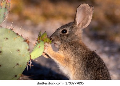 A young desert cottontail rabbit in the Sonoran Desert eating prickly pear cactus flower blossoms in early morning light. Cute bunny close up in natural habitat. Pima County, Tucson, Arizona, USA.