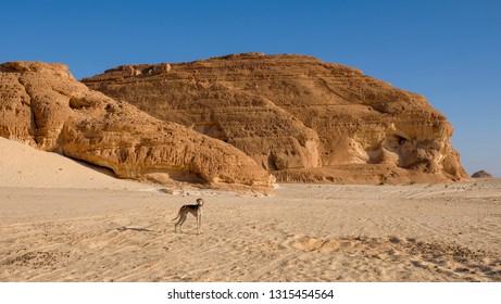 Young Desert Dog Saluki In Its Natural Surrounding, On The Background Of Sand And Mountains, Sinai Desert, Egypt