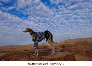 Young Desert Dog Saluki In Its Natural Surrounding, On The Background Of Blue Sky With Beautiful White Clouds, Sinai Desert, Egypt