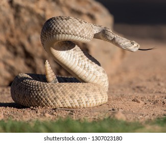 ガラガラヘビ の画像 写真素材 ベクター画像 Shutterstock