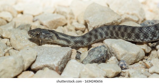 Young dice snake wriggles on stones - Shutterstock ID 1634240656