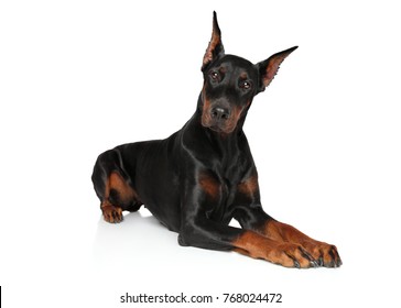 Young Doberman lying on a white background