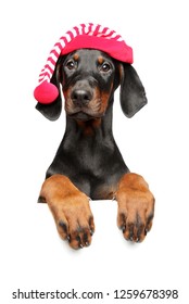 Young Doberman In Santa Red Hat Above Banner, Isolated On White Background. Christmas Animals Theme