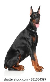 Young Doberman sits on a white background