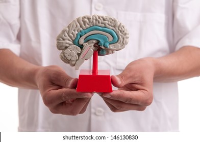 Young Doctor With Brain Model In His Hands