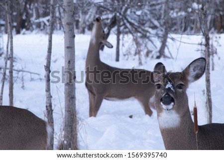 Young doe looking at camera, while a more mature doe enjoys a snack from low branches