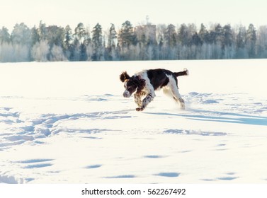 Gundog Images Stock Photos Vectors Shutterstock