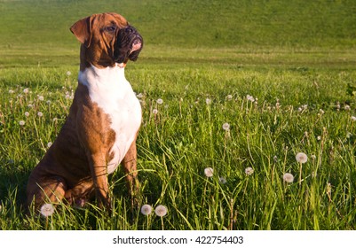 The Young Dog A Dog Breed The German Boxer Beautifully Sits Directly Holds A Back, Looks Afar, A Portrait In A Profile  To The Utmost, White Collar On A Breast