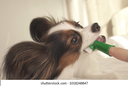 Young dog breeds Papillon Continental Toy Spaniel brushes teeth with a toothbrush
