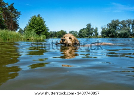 Foto Bild Hund mit seinem Spielzeug im Wasser