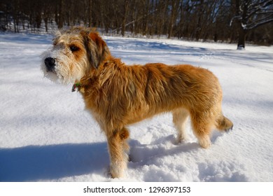 Young Dog With Burrs Standing In A Park After A Fresh Snowfall