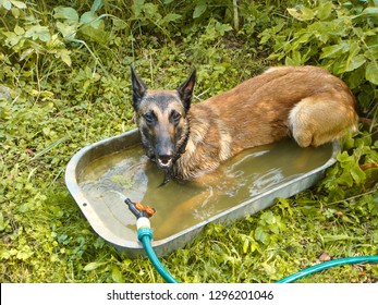 The Young Dog Climbed Into The Trough With Water. It Is Very Hot Weather, I Want To Swim